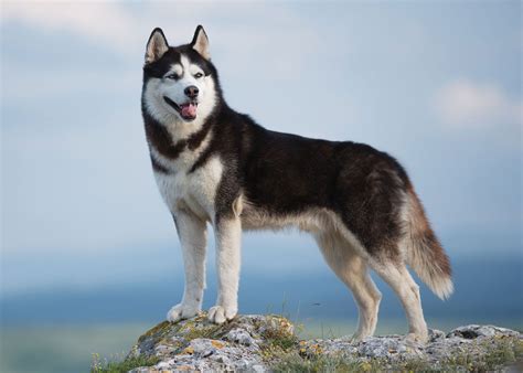 Husky dogs PenalbaWeb.com
