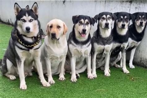 Husky labrador PenalbaWeb.com