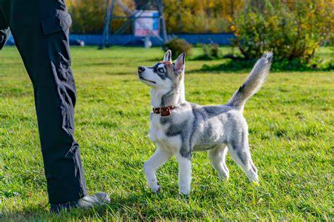 Husky miniatura PenalbaWeb.com