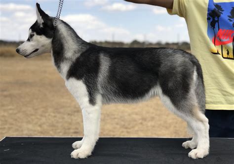 Husky pedigree PenalbaWeb.com