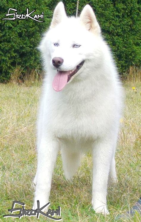 Husky siberiano blanco PenalbaWeb.com