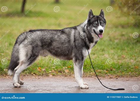 Husky siberiano gris PenalbaWeb.com