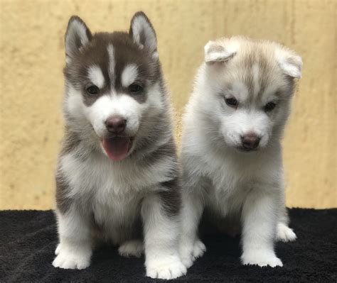 Husky siberiano leon PenalbaWeb.com