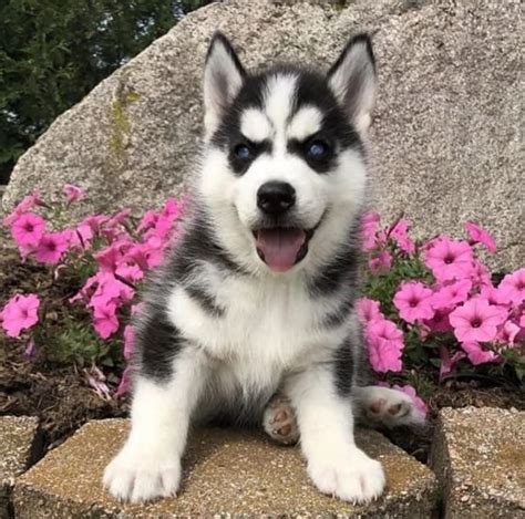 Husky siberiano regalo PenalbaWeb.com
