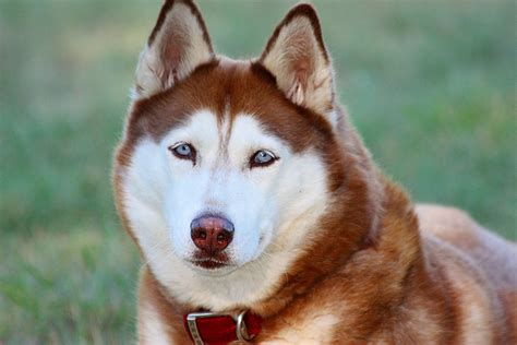 Husky siberiano rojo PenalbaWeb.com