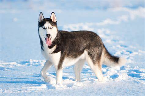 Husky siberiano PenalbaWeb.com