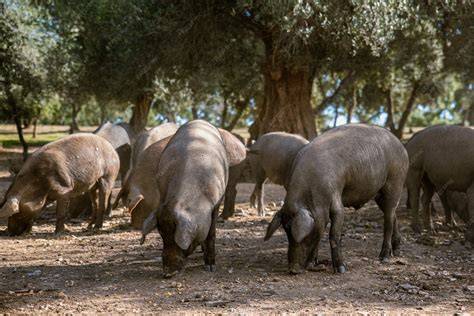 Ibericos PenalbaWeb.com