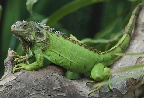 Iguana PenalbaWeb.com