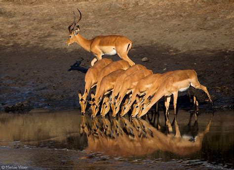 Impala PenalbaWeb.com