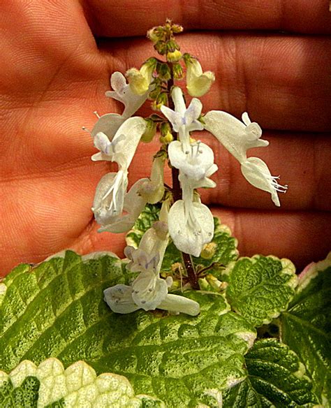 Incienso flor PenalbaWeb.com