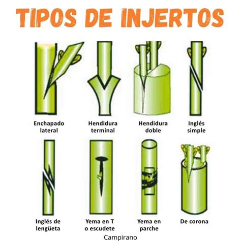 Injertos PenalbaWeb.com