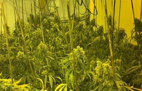 Interiores de marihuana PenalbaWeb.com