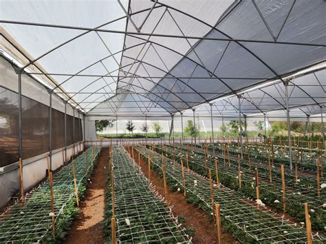 Invernaderos PenalbaWeb.com