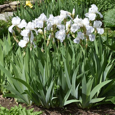 Iris germanica PenalbaWeb.com