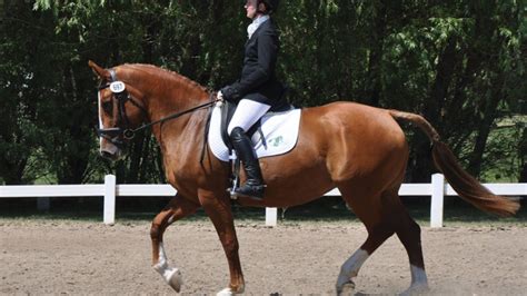 Irish sports horse PenalbaWeb.com