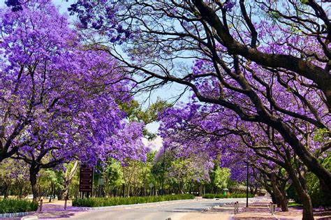 Jacaranda PenalbaWeb.com