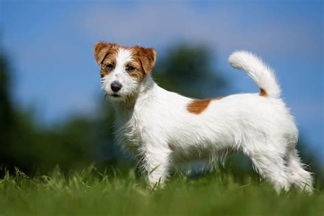 Jack russel terrier PenalbaWeb.com