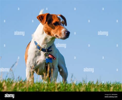 Jack russell cross PenalbaWeb.com