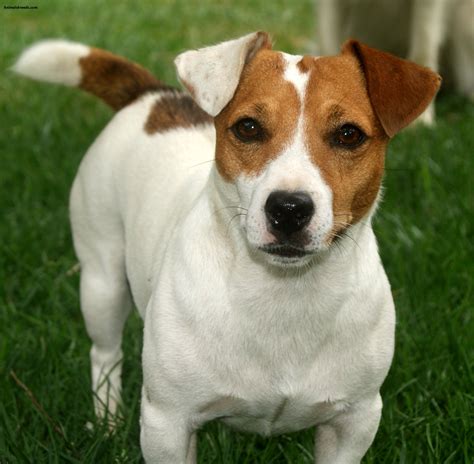 Jack russell PenalbaWeb.com