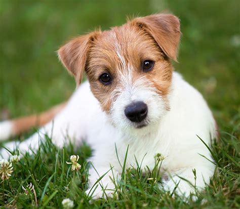 Jack terrier PenalbaWeb.com