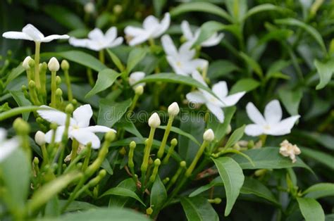 Mon jasmin PenalbaWeb.com