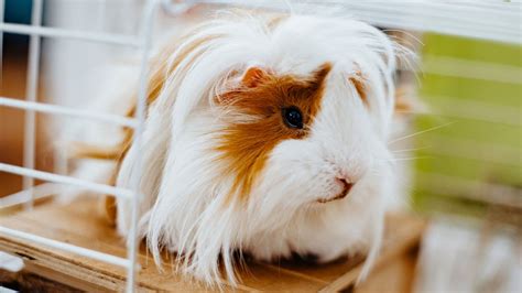 Jaulas cobayas PenalbaWeb.com