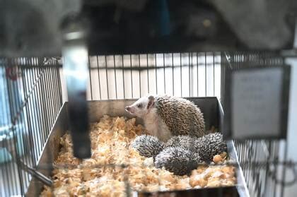 Jaulas para erizos africanos PenalbaWeb.com