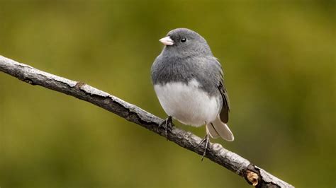 Junco PenalbaWeb.com