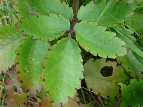 Kalanchoe pinnata PenalbaWeb.com