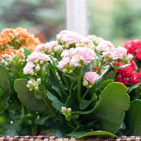 Kalanchoe planta PenalbaWeb.com