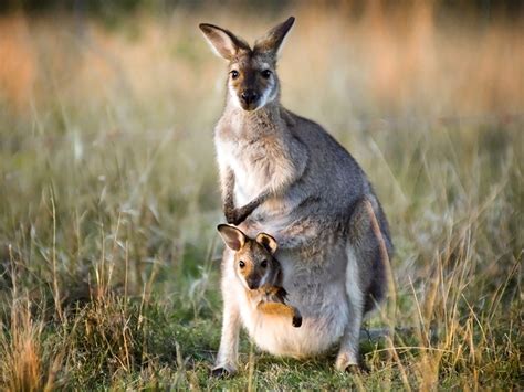 Kangaroos PenalbaWeb.com