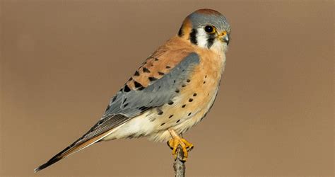 Kestrel PenalbaWeb.com