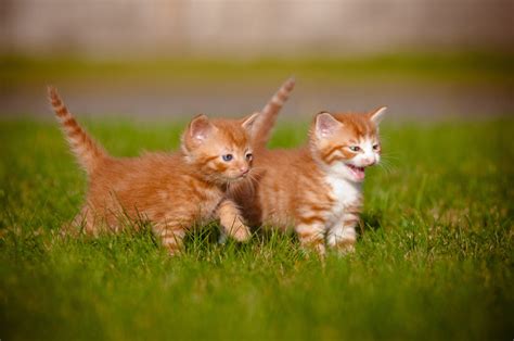 Kittens PenalbaWeb.com