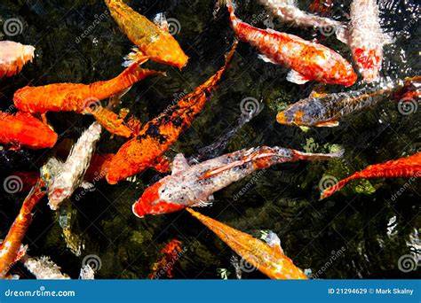 Koi PenalbaWeb.com