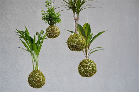 Kokedama PenalbaWeb.com