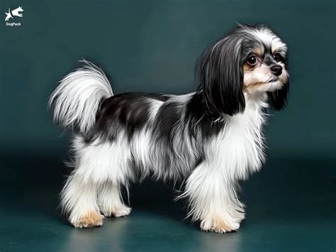 Kyi leo PenalbaWeb.com