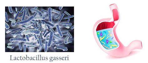 L gasseri PenalbaWeb.com