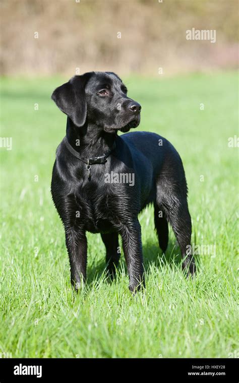 Labrador 6 months PenalbaWeb.com