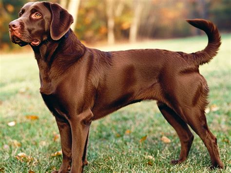 Labrador chocolate PenalbaWeb.com