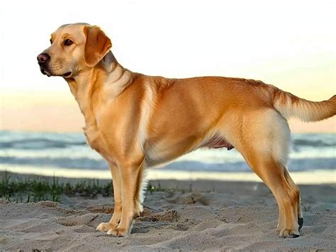 Labrador golden PenalbaWeb.com