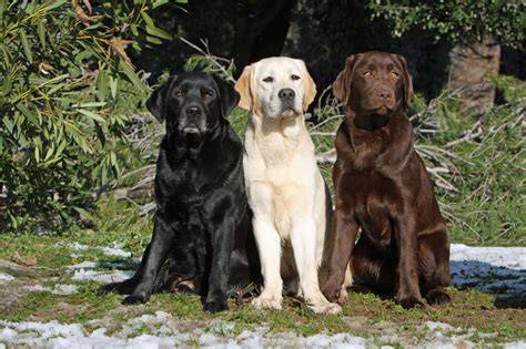 Labrador ingles PenalbaWeb.com