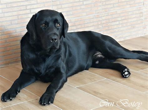 Labrador negro PenalbaWeb.com