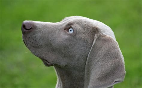 Labrador ojos azules PenalbaWeb.com