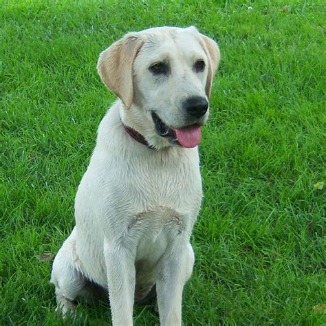 Labrador pedigree PenalbaWeb.com