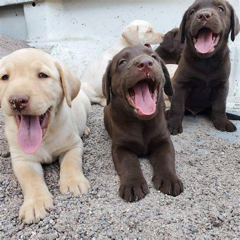 Labrador puppies PenalbaWeb.com