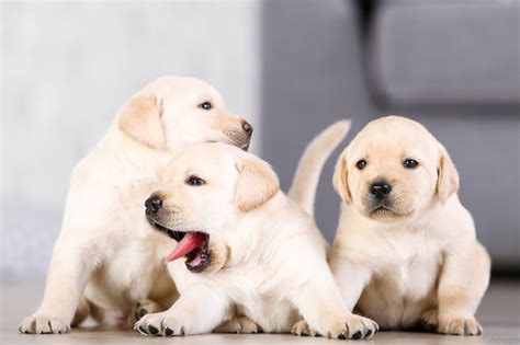 Labrador retriever cachorro PenalbaWeb.com