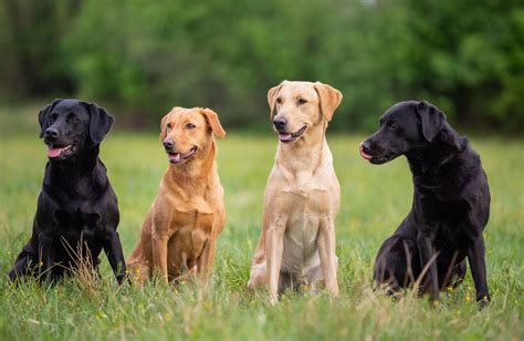 Labrador PenalbaWeb.com