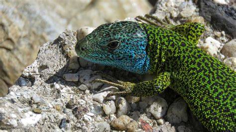 Lagarto PenalbaWeb.com