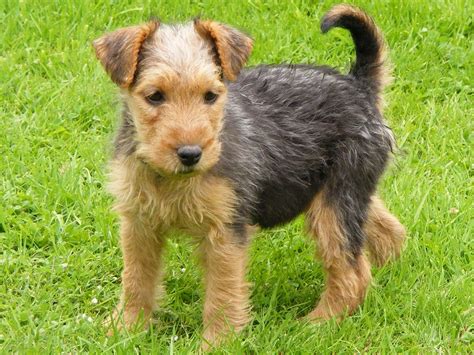 Lakeland terrier PenalbaWeb.com