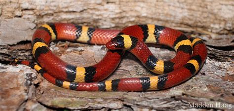 Lampropeltis PenalbaWeb.com